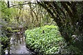 Wild garlic by a brook, Riverside Industrial Estate, Park Farm, Redditch