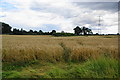 Wheat field near Knayton