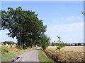 Leafy Oak Lane, Howe