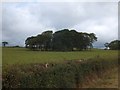 Copse close to Barntown