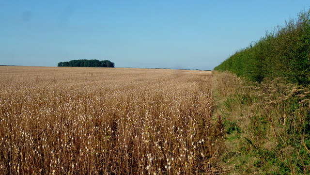 Copse and poppy crop