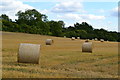 Harvested bales in field