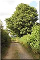 The bridleway to Stonesfield