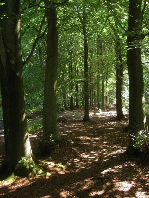 Beech Copse, Arun - area information, map, walks and more