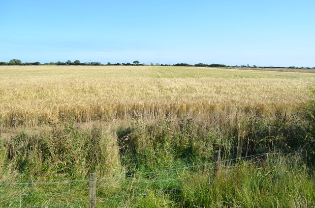 Barley Field © Julian P Guffogg cc-by-sa/2.0 :: Geograph Britain and ...