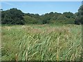 Roding Valley Meadows SSSI