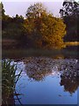 Hevingham Lakes