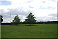 Sheep grazing under two trees