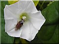H4772 : Horse Fly on Bindweed, Cranny by Kenneth  Allen
