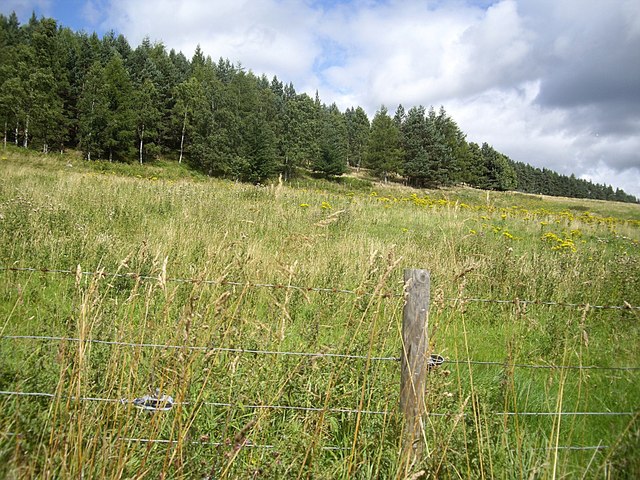 Edge of Belrorie Wood