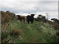 Highland cattle, Blaikie