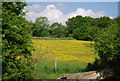 TQ7127 : Buttercup Meadow by N Chadwick