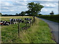 Herd of cows along Mill Lane