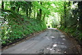 Fysie Lane in Burgh Wood