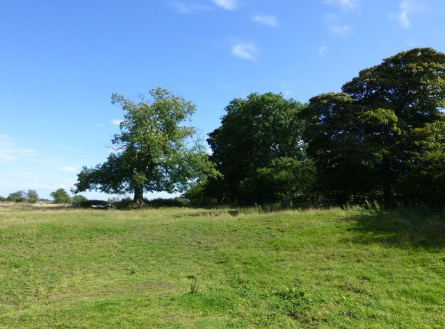 Pasture with oaks