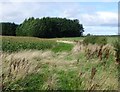 NU2203 : Field of maize near Morwick by Russel Wills