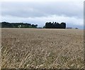 Ripening wheat