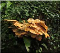 SX8156 : Fungus by Tuckenhay Creek by Derek Harper