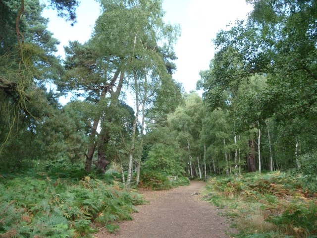 Path through woodland to Meadow hide