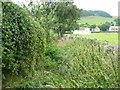 Overgrown footpath past the playing field