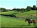 Horse, near Sidelands Farm, Birdlip