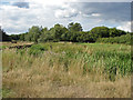SU8460 : Shepherd Meadows Nature Reserve by Alan Hunt