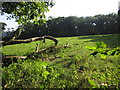 Fallen tree by Whitmore Lane