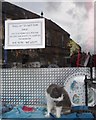 Cat in a shop window in Coldstream