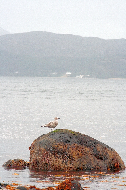 Young Seagull at Low Tide