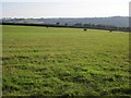 Cattle pasture near Wards Farm