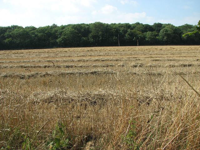 View across stubble towards Three Partitioned Wood