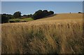 SS6221 : Barley at Park Farm by Derek Harper