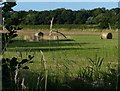 Farmland at White Moors