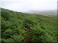 NN4662 : Bracken jungle below Coire a' Ghiubhais near Loch Ericht by ian shiell