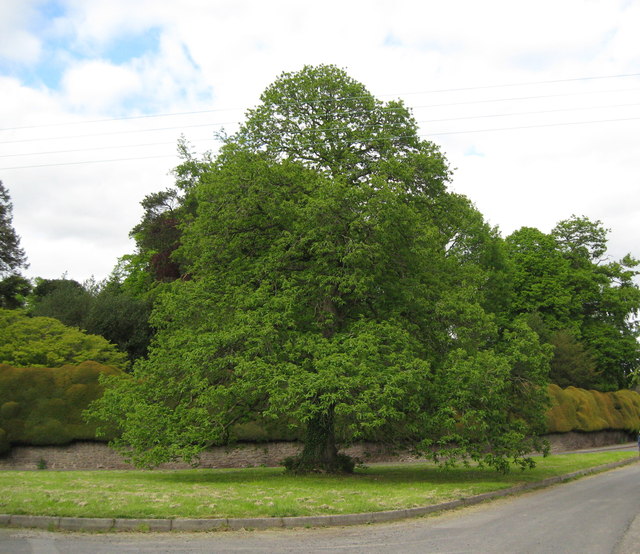 Oak on the green-Brampton Bryan, Herefordshire