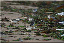 HP6616 : Waders on Skaw beach by Mike Pennington