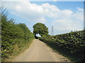 Overhanging tree on Hogg End Lane