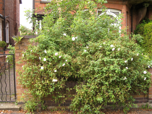Rosa spinosissima hybrid 'Stanwell Perpetual', York Road front garden