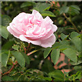 SP3165 : Rosa spinosissima hybrid 'Stanwell Perpetual', York Road front garden by Robin Stott