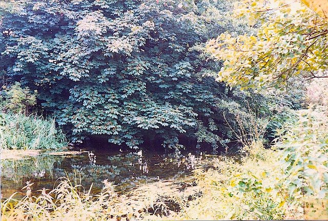 River Yare Eaton Common