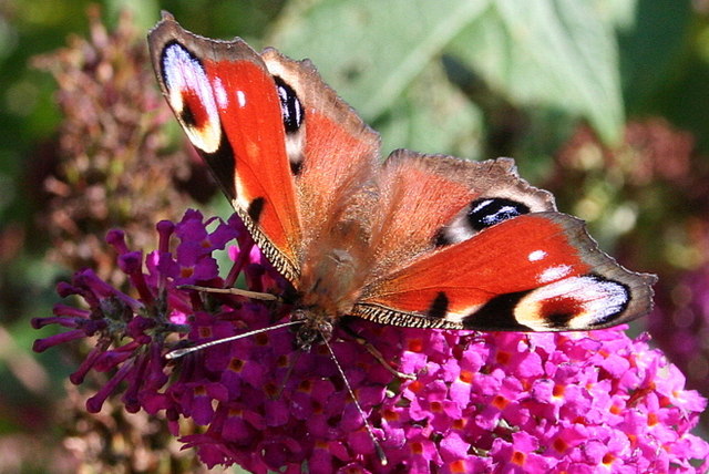 As happy as a Peacock in Buddleia © Des Colhoun :: Geograph Britain and ...