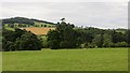 Highland cattle, Forneth