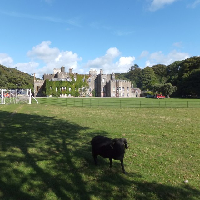 One of the black sheep at Hartland Abbey