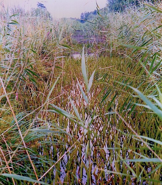 Experimental ponds in a ditch at Woodbastwick Marshes NNR