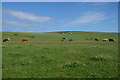 Cows near Villasquoy