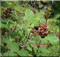 Brambles in Linn Park