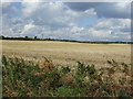 Crop field towards the A614