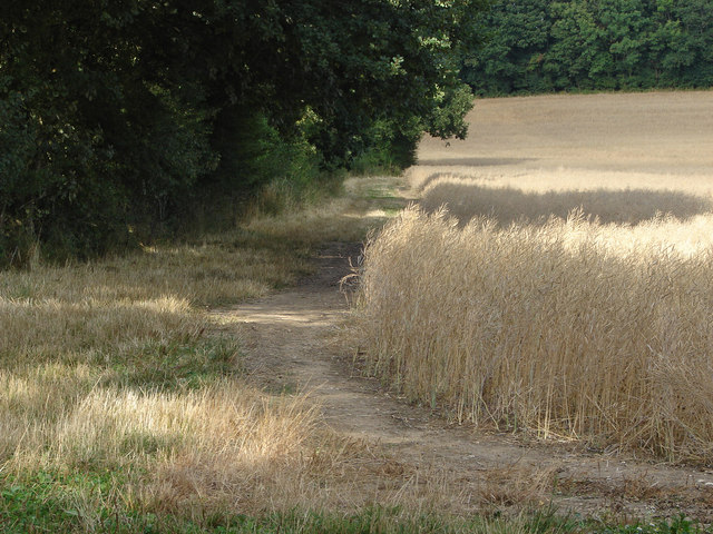 Field edge near Woodstreet