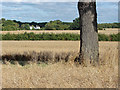 View across the fields