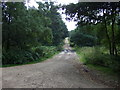 Track in woodland, Sherwood Pines Forest Park